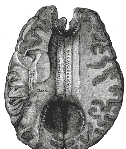 Corpus callosum in the middle of the underside of the brain