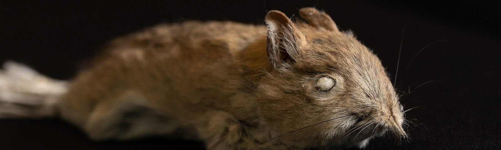 Picture of a mouse-liked sengi.