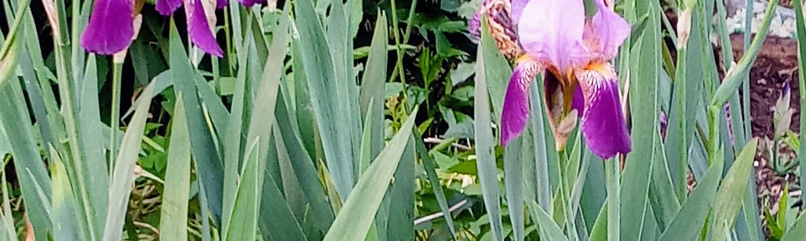 A plot of Bearded Iris growing in a local community garden.