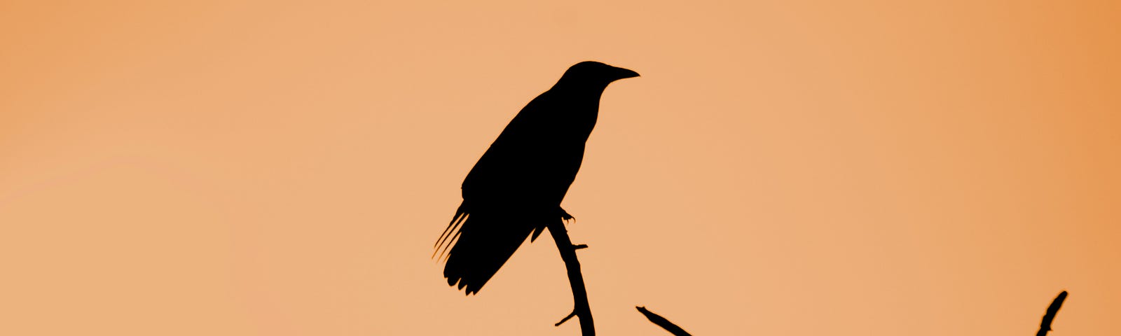 A crow on the branch of a tree