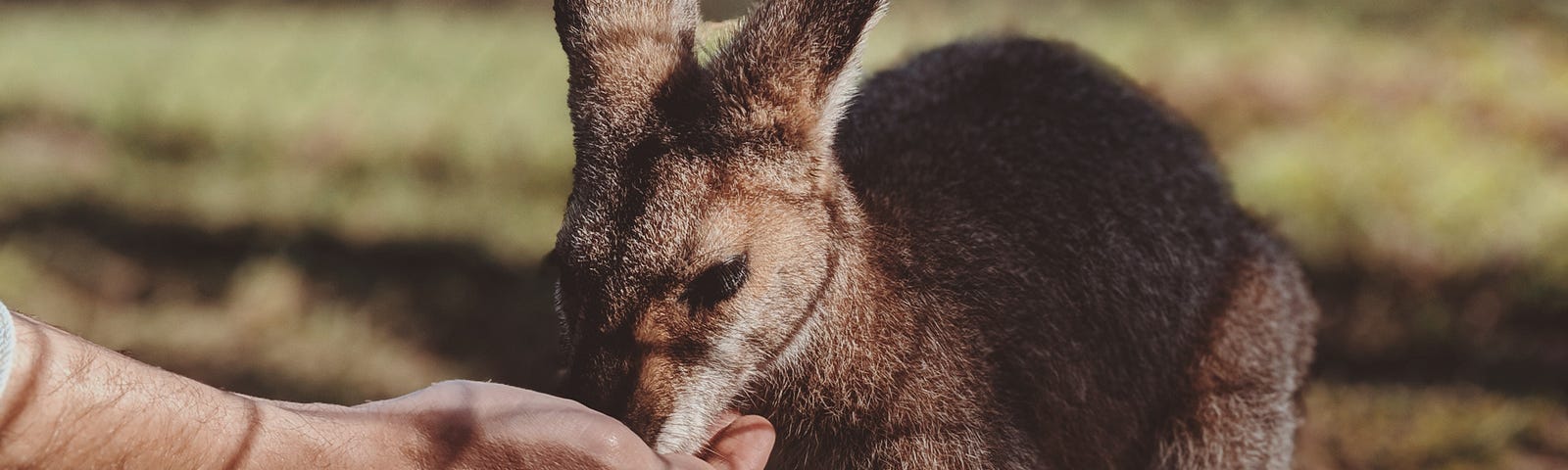 Person’s hand feeding a kangaroo