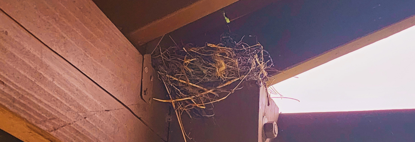 Bird’s nest.