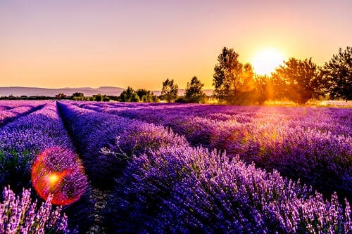 Sunrise over fields of lavender