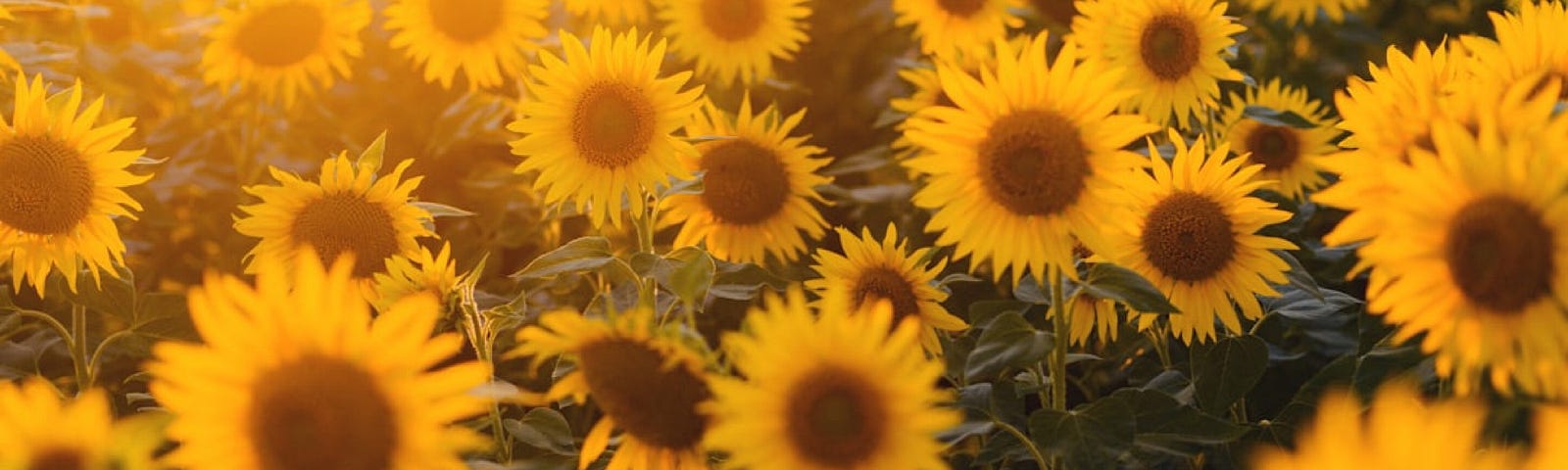 A field full of sunflowers bending their brown centers and lovely yellow petals facing to the sun