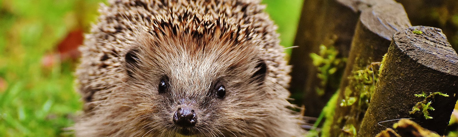 A brown hedgehog looking directly at the camera, walking on grass near a low wooden fence.