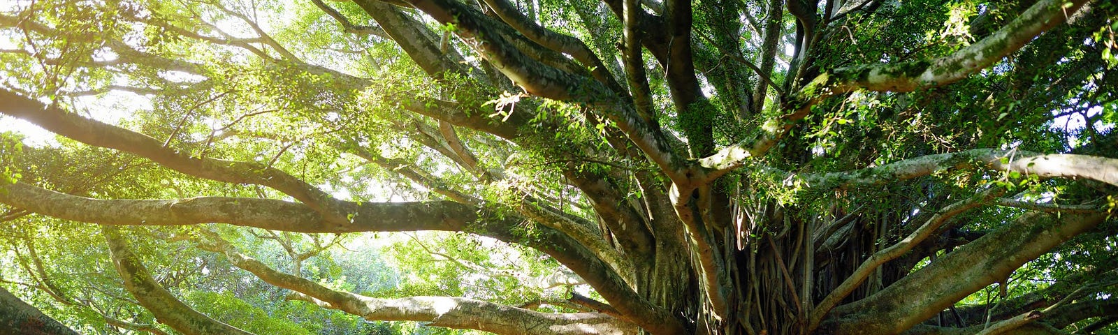 Light shines on a banyan tree