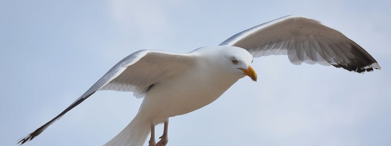 Seagull flying, background blue sky