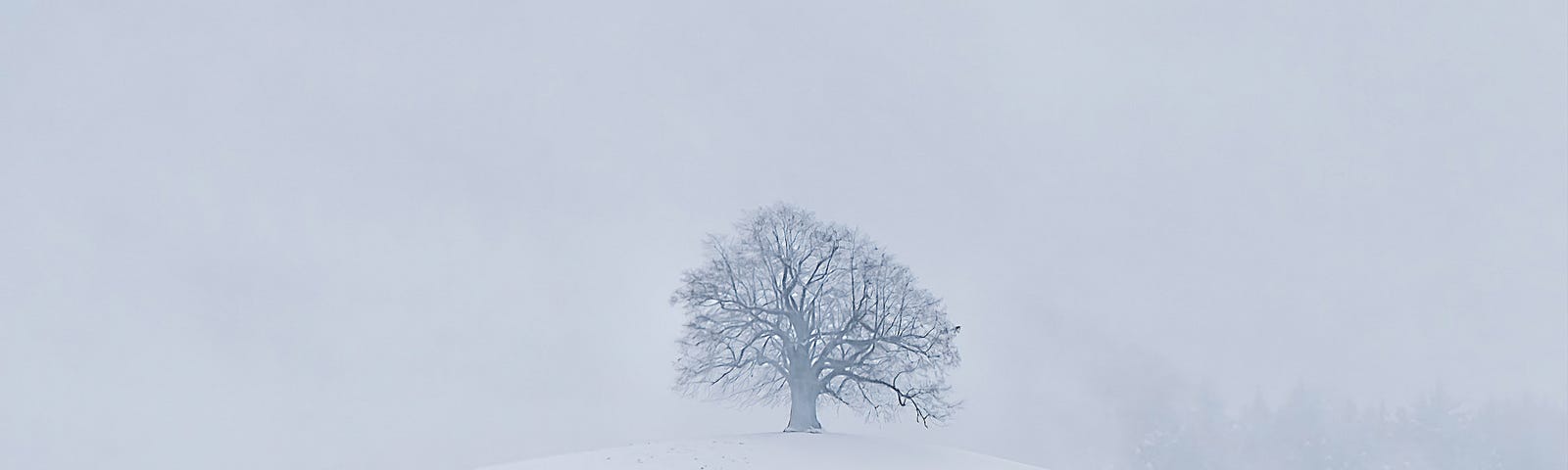 Solitary skeleton tree at the top of a hill on a brooding, grey, misty winter day. The tree is covered in frost, there is a ghost of a forest through the mist on the right hand side, and the whole scene is covered in fresh fallen snow.