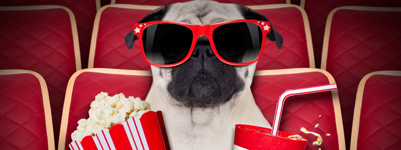 Photo of a dog with red sunglasses in a movie theater holding popcorn with one paw and a drink with the other paw.