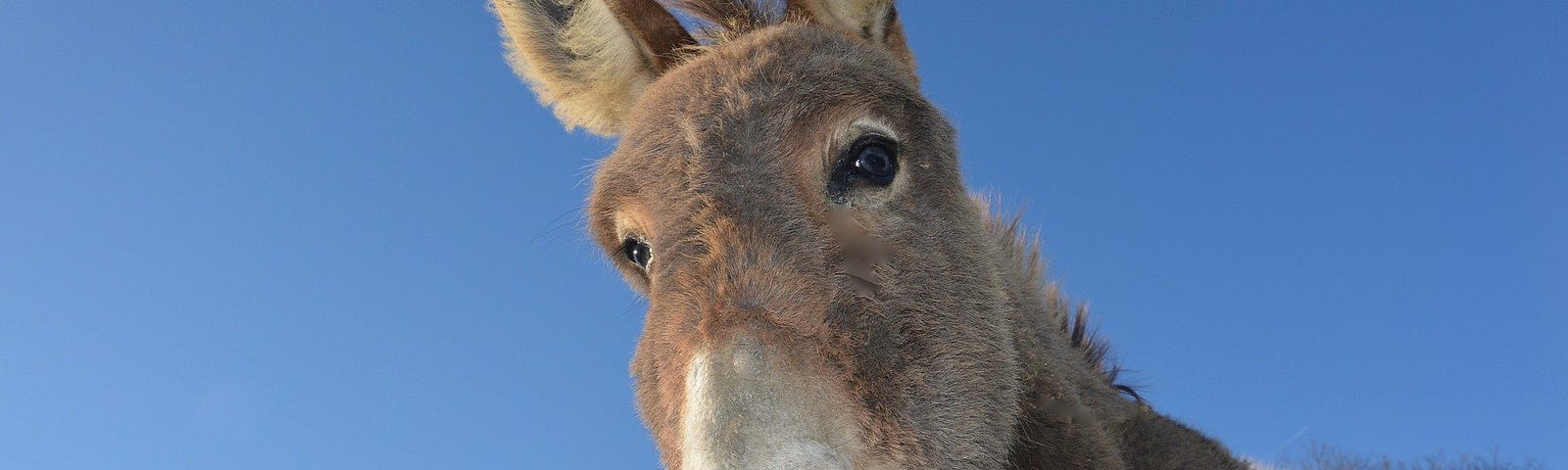 A donkey staring into the camera