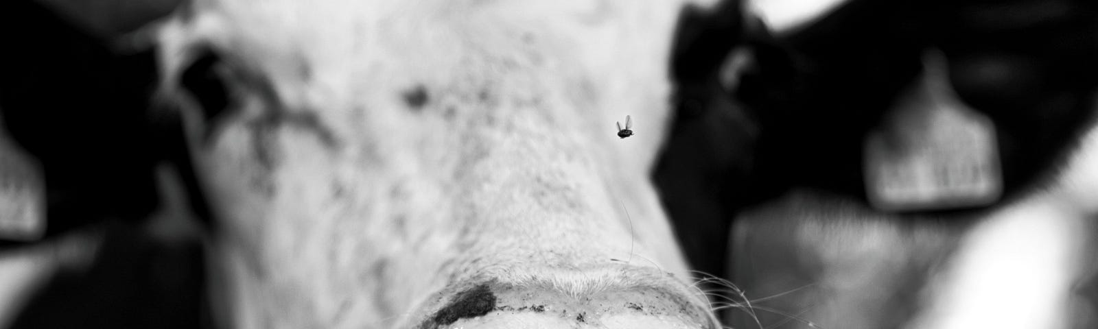 extreme black and white closeup of a cow’s face (SpaceX)