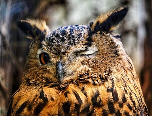 an owl with one eye closed appears to be winking