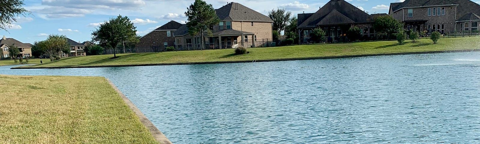 Ducks and ducklings by a lake