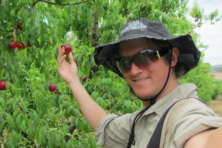 A fruit-picker taking a selfie while picking smol nectarines from low in the trees.