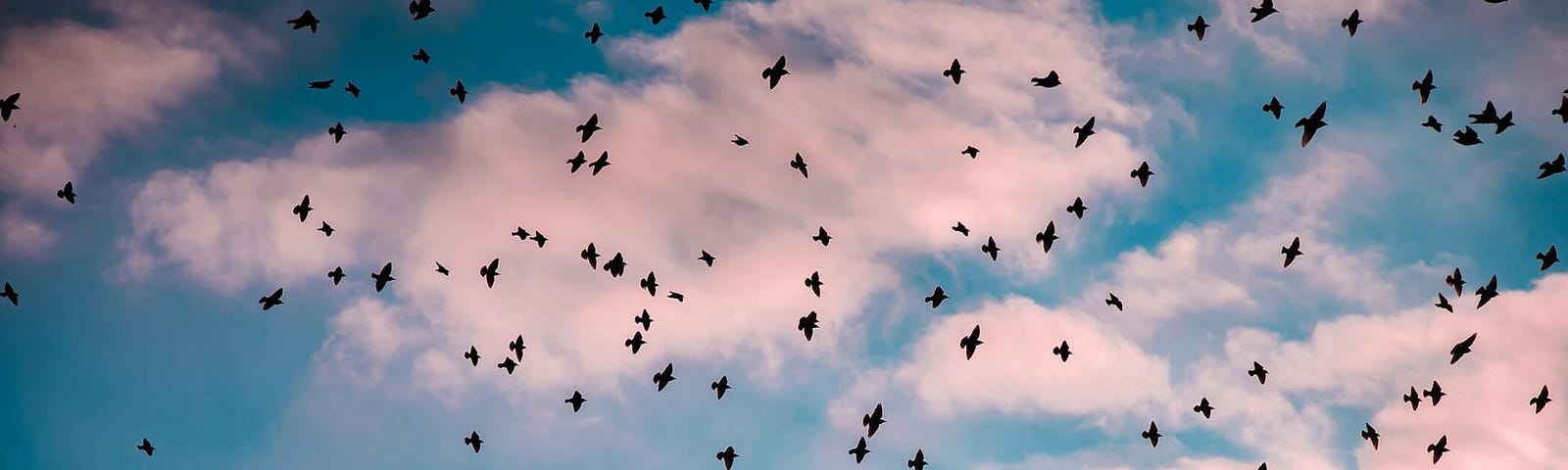 Photo of a flock of birds flying under blue sky during daytime