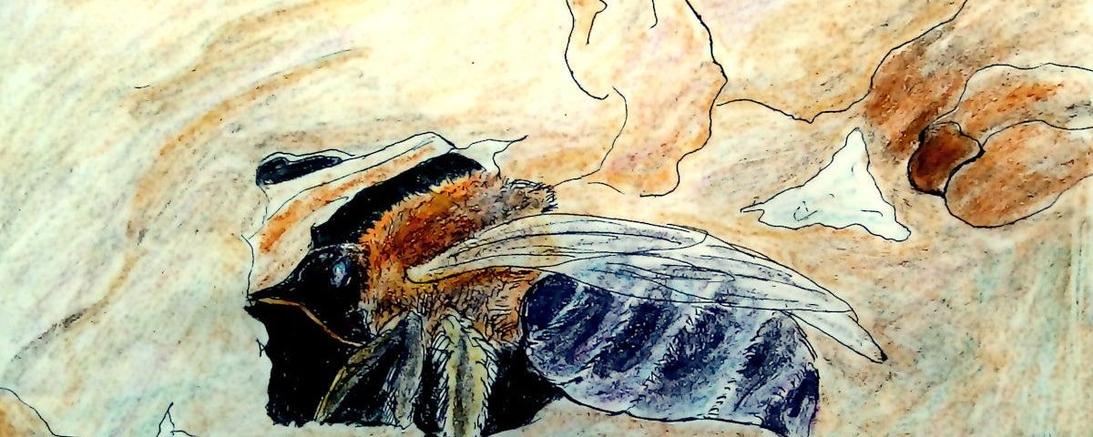 Illustration of Colletes bee entering a burrow