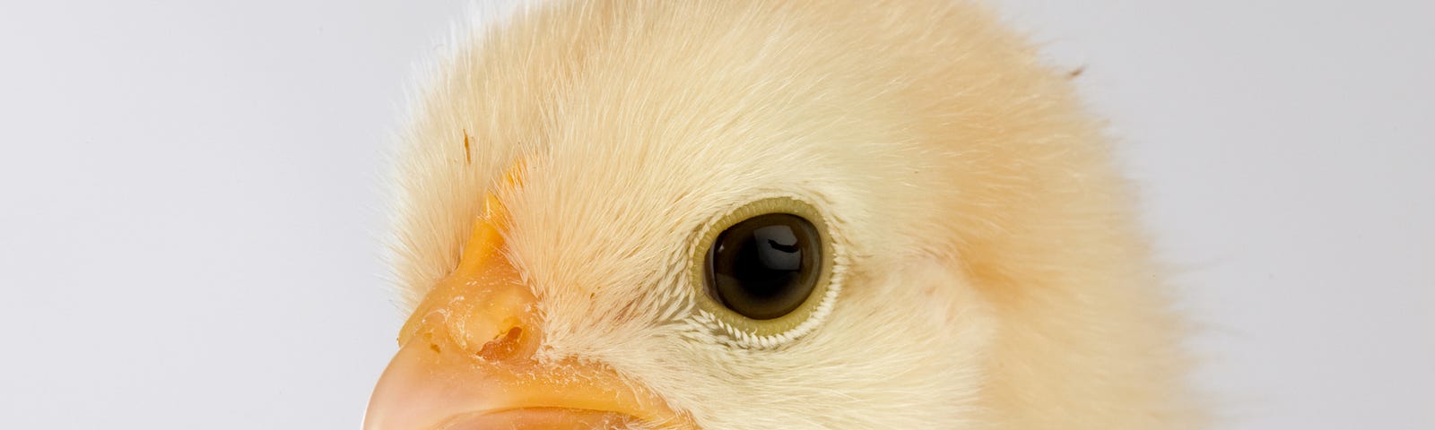 A baby chicken with a “you’ve got to be kidding me” expression