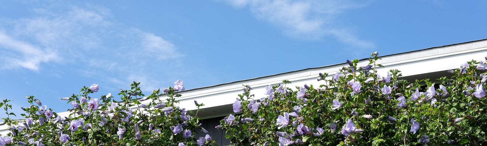 Purple flowers against a clear blue sky
