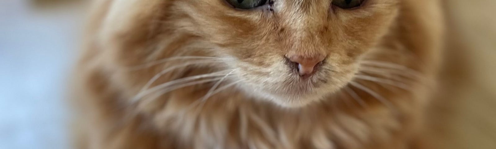 Love me, love my pets! Image of ginger cat.