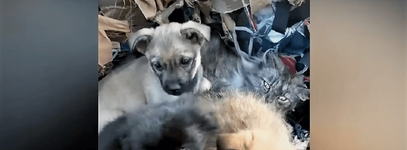 Three stray puppies snuggle next to a mother cat and her kittens on a litter made of camouflage netting in Ukraine.