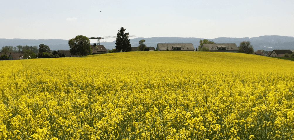 Long view of field with vibrant yellow crop