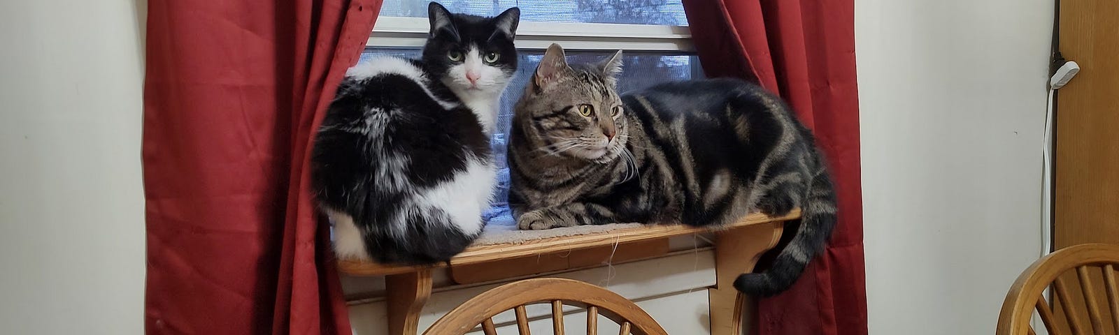 Two of our kitties on the dining room window perch, Bandit and Gus