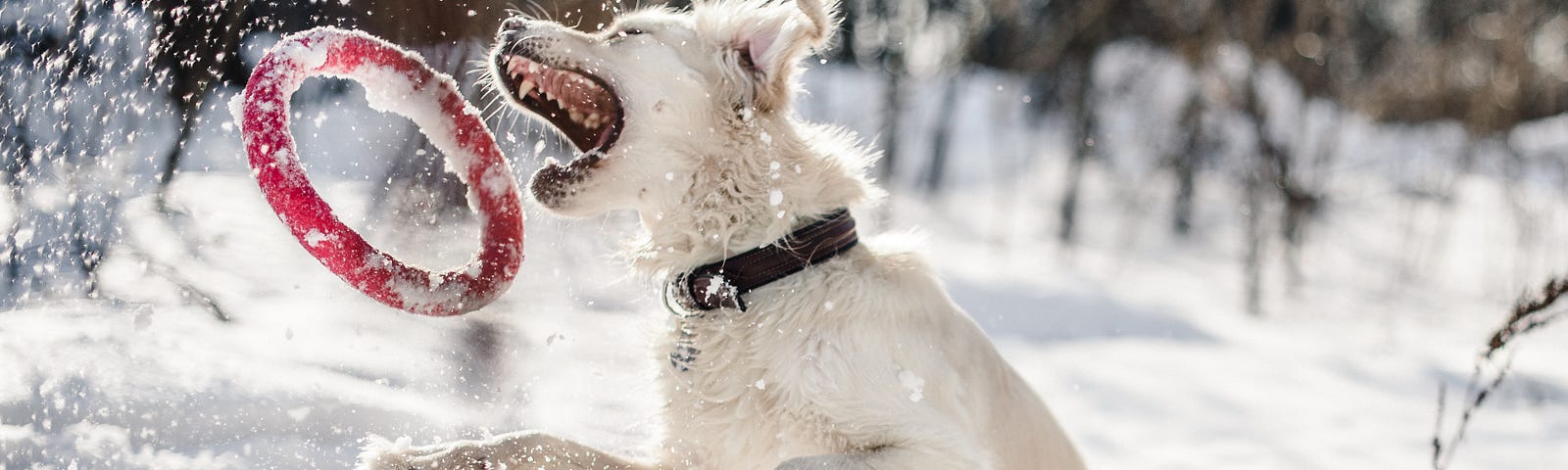 A white dog jumping out of snow to reach for a red ring.