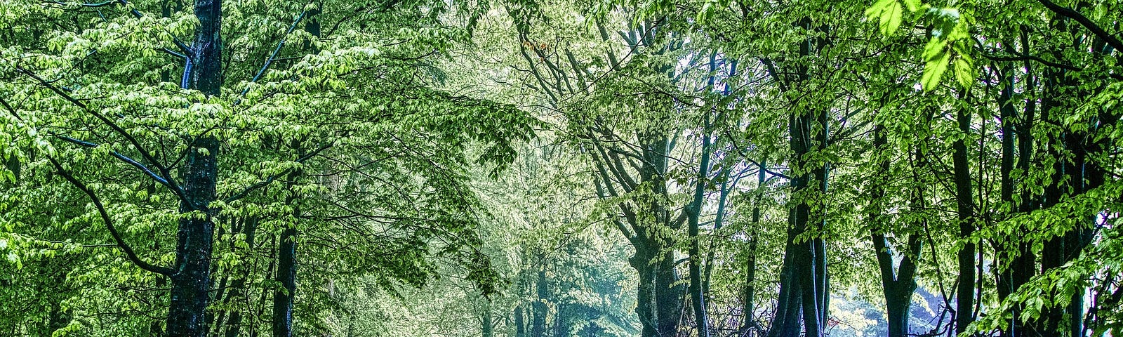 A path leads through a forest of light green leaves.