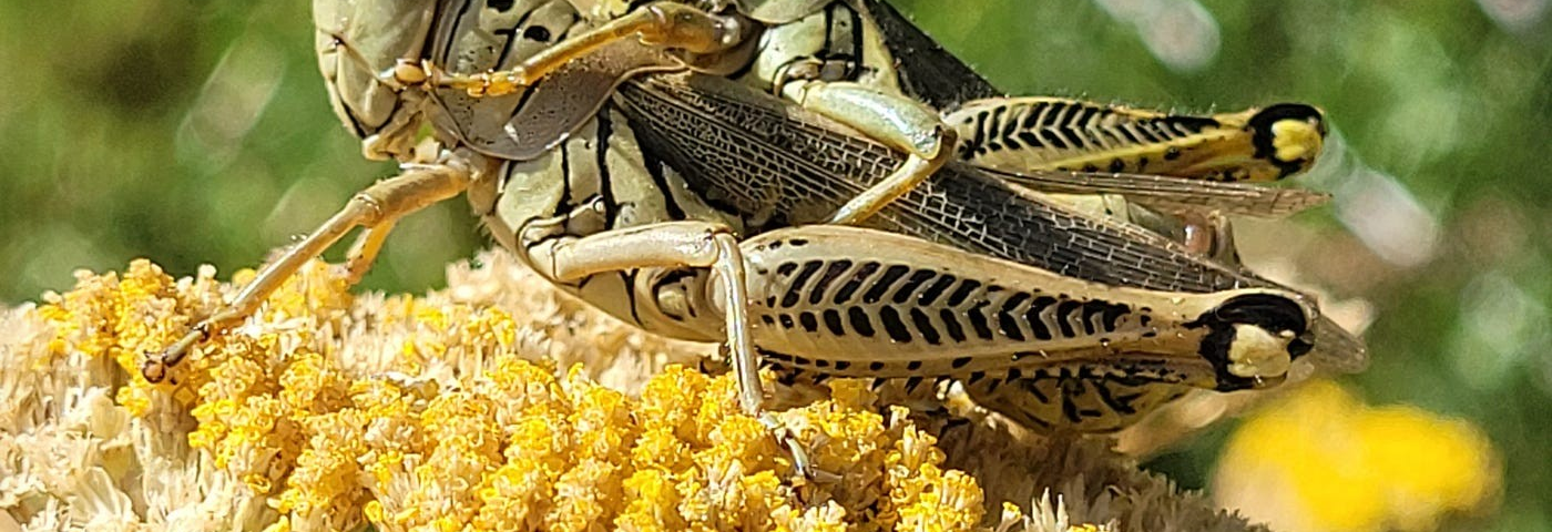 Two grasshoppers mating