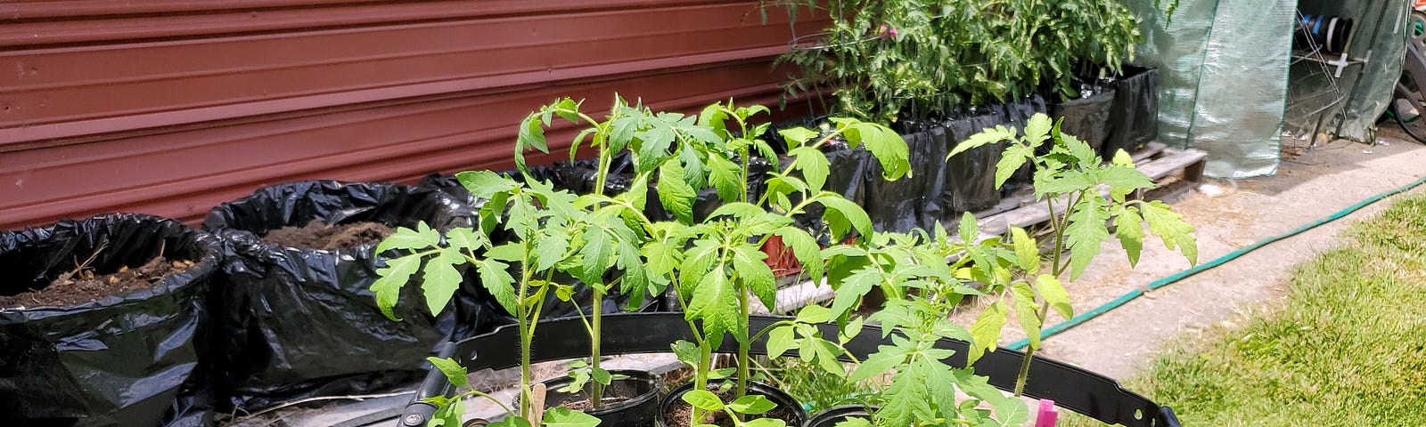 A rollator in the foreground with a tray of 7 small tomato plants on the seat with containers lined with black plastic garbage bags in the backgound against a red brown trailer skirting and on wooden pallaets. FIve of the containers have tomatoe plants and tomato cages. At the far end of the tomatoes is a small green popup greenhouse.