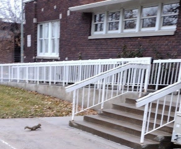 Araceli the squirrel hurries to church.