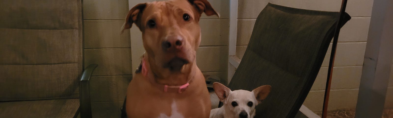 image of orange pit bull and white chihuahua sitting next to each other on a chair