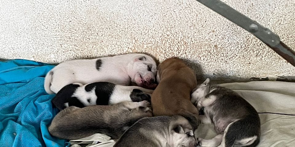 Popeye’s six puppies huddled together