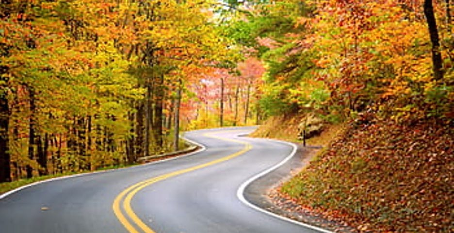 A winding paved road with bright yellow, solid double lines winds into the distance through a thick forest full of brilliant fall colours.