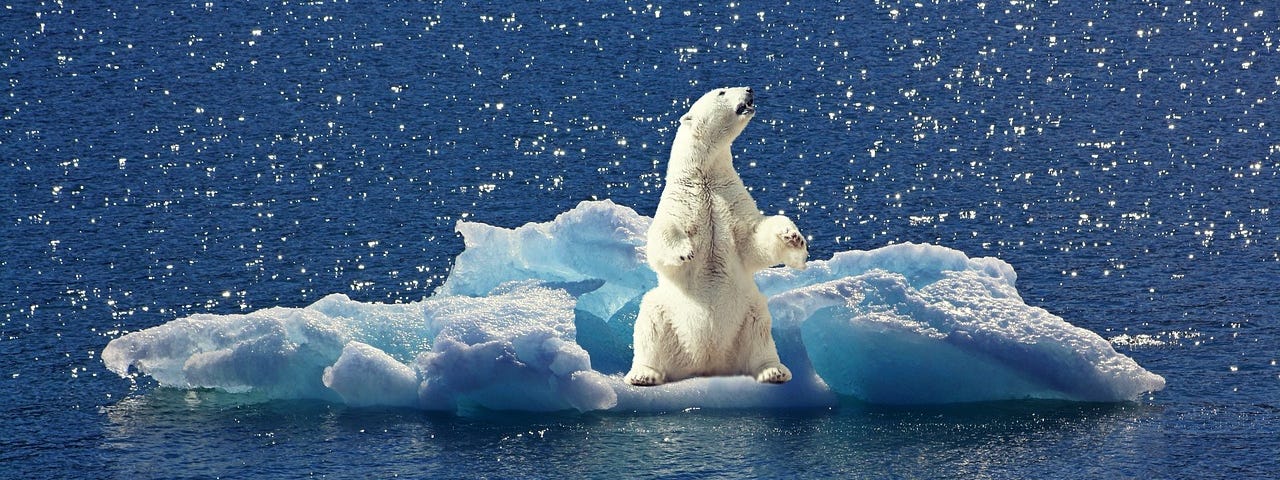 Polar bear on a small iceberg floating in the sea.