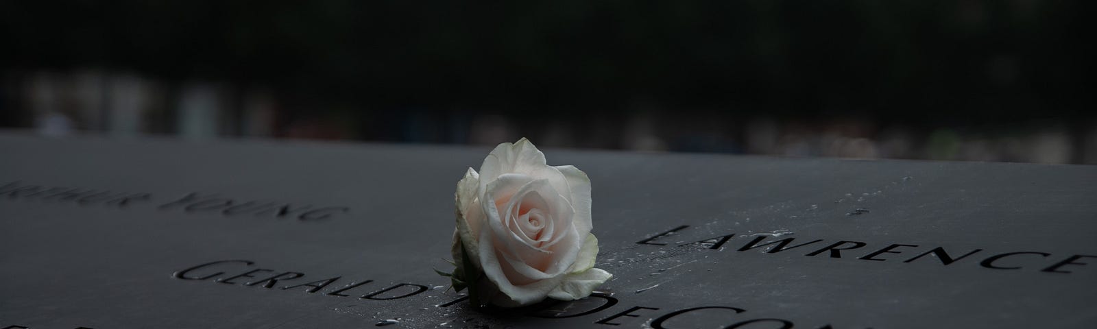 White rose on 9/11 memorial