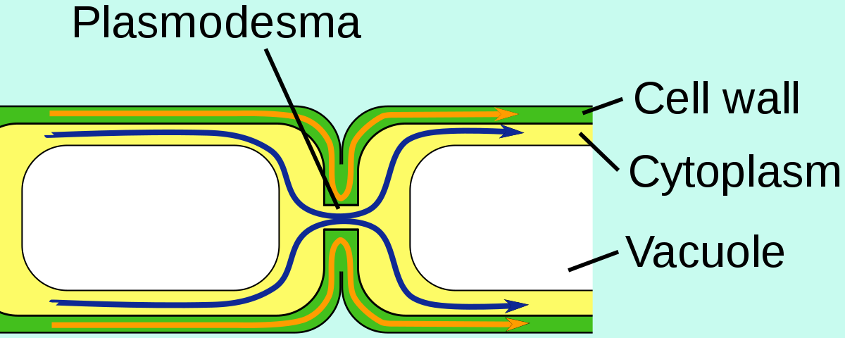 Difference between Apoplast and Symplast