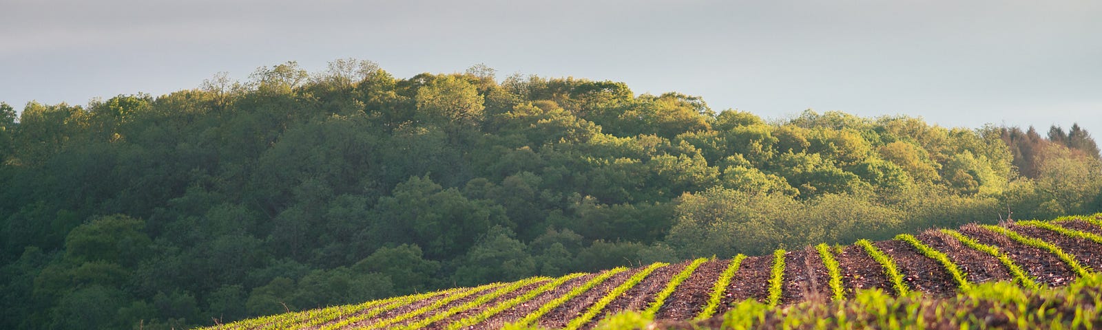 Fields with neat rows of planted crops. Green shoots appearing through the soil