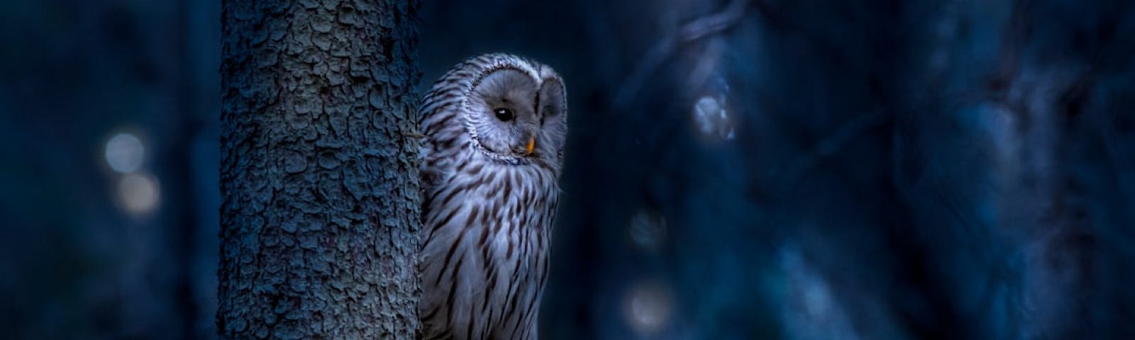 an owl peaking between tree branches at night