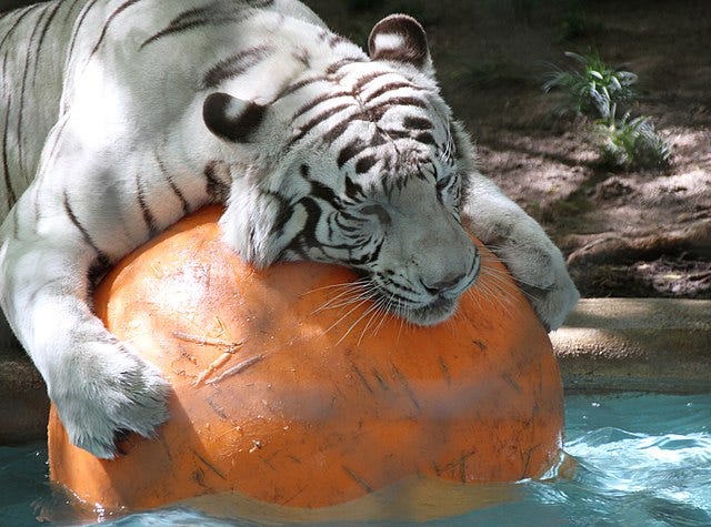A white tiger rests his head and paws on an orange ball.
