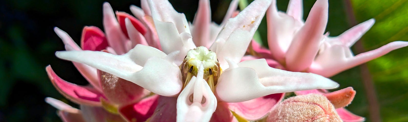 A vibrant close-up of a Showy Milkweed flower highlights its intricate and unique structure, with pale pink petals and fuzzy buds surrounding the central bloom. The background features green foliage, adding contrast and depth to the image