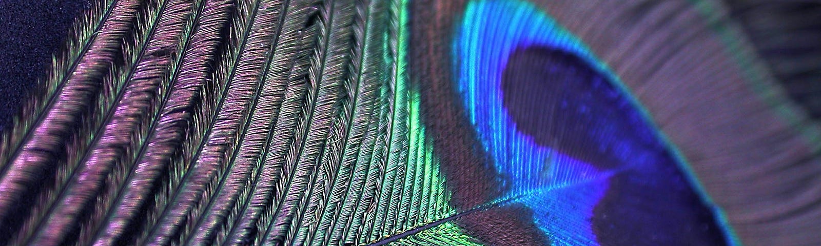 A peacock feather under magnification.