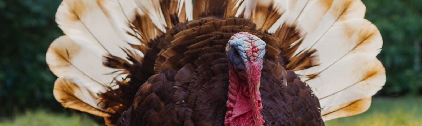 A very large turkey has its feathers on display.
