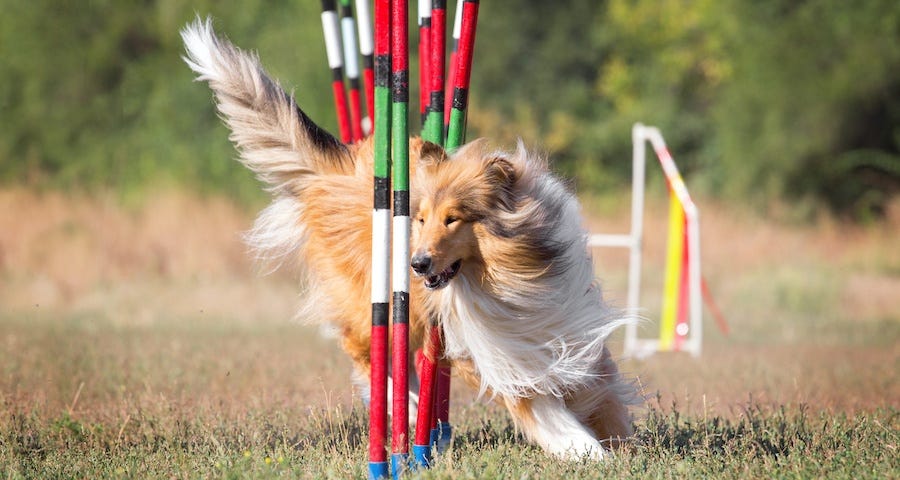 mainstay shelties