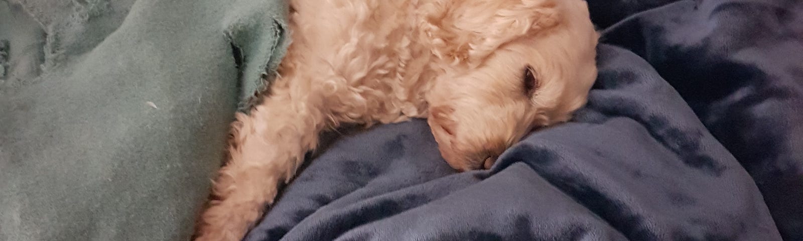 A Spoodle laying in a human bed wrapped in a blanket with her head on a pillow.