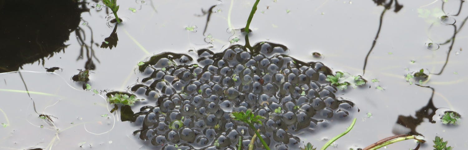 Photograph of a clump of newly formed Frogspawn in a pond