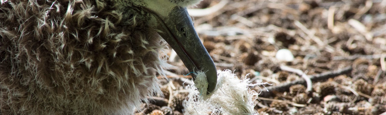 a big fluffy bird eats plastic strings