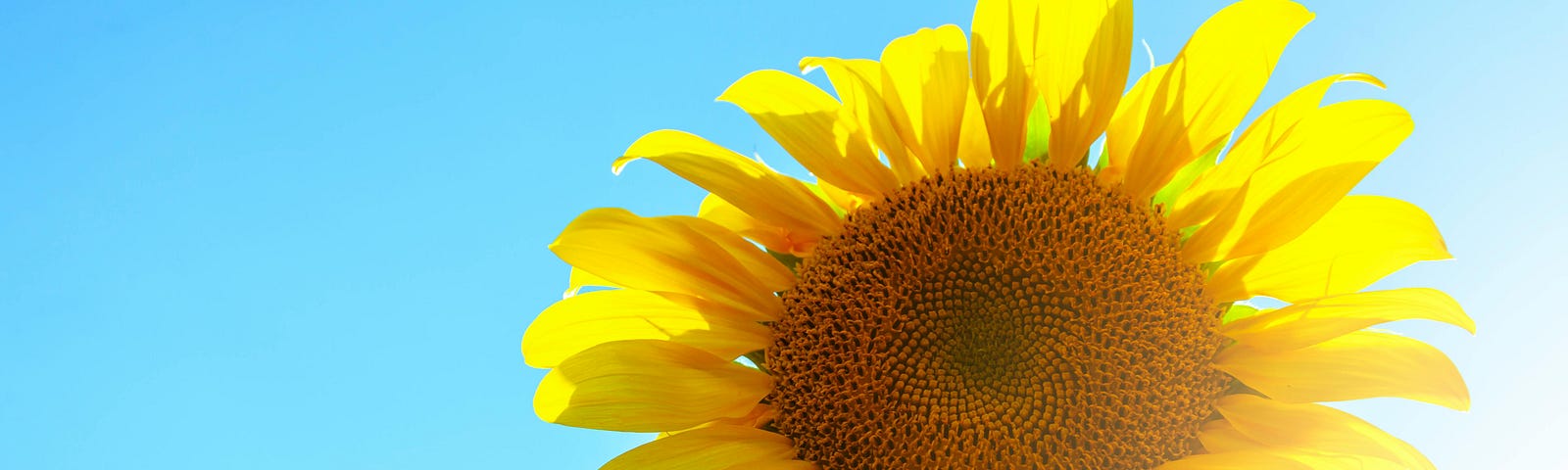 Close up photo of a sunflower on a blue background.