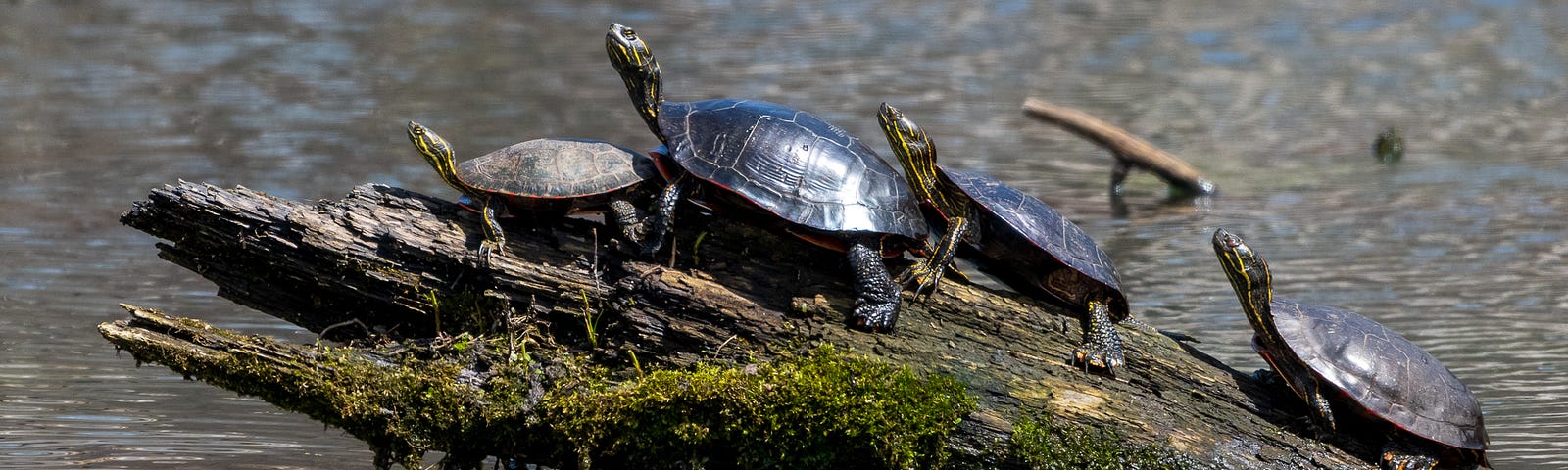Painted turtles basking in the sun.