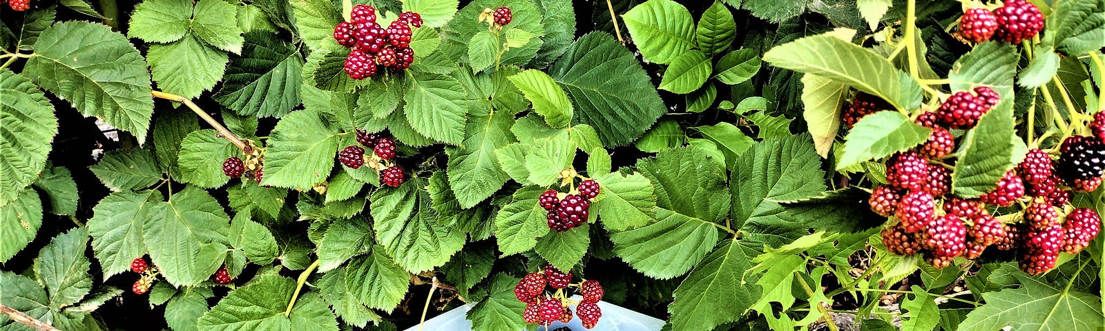 A bowl of blackberries with blackberry bush in background.